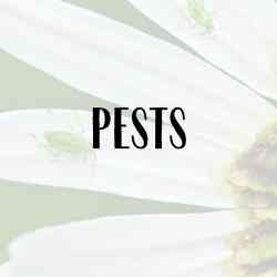 pests