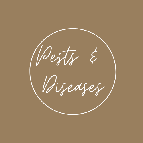 pests and diseases